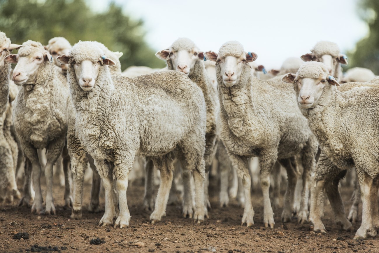 Strategie pro kvalitu – koncept “Sheep To Shop” 14