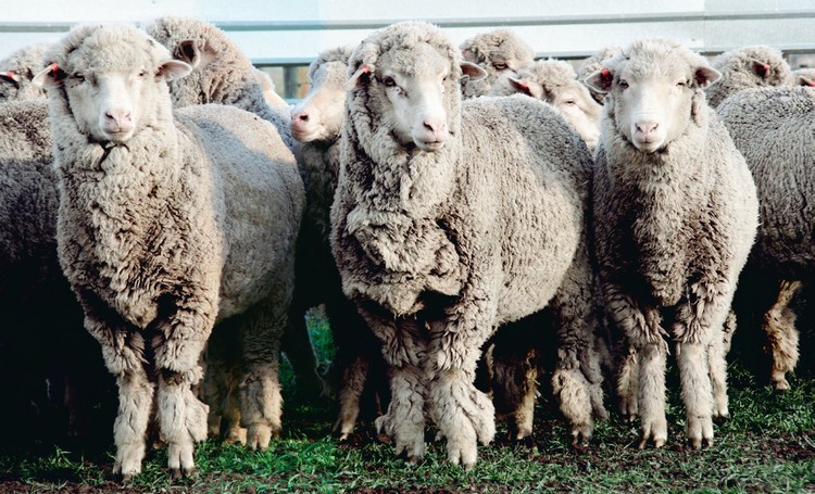 Proč oblékat ovčí vlnu? 6